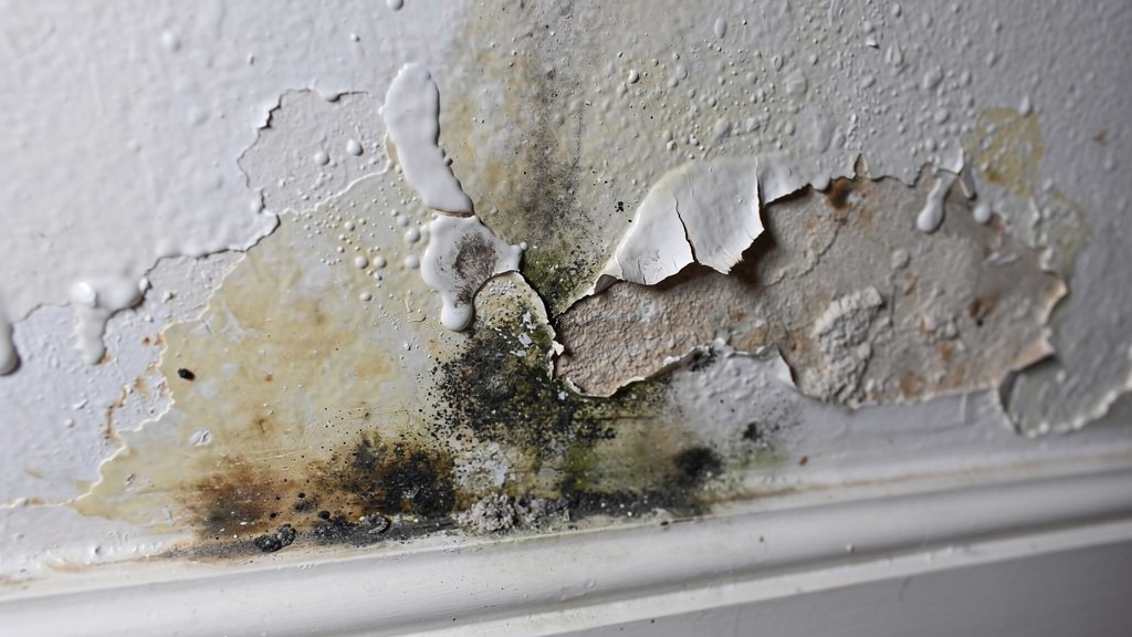 Damp moisture patches on interior wall showing treatment needs